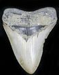 Megalodon Tooth - North Carolina #21948-1